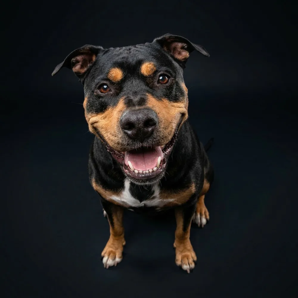 Negra — Firmenhund bei Scafa Thermoforming GmbH